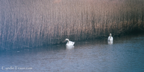 Doonbeg River Swan-3867
